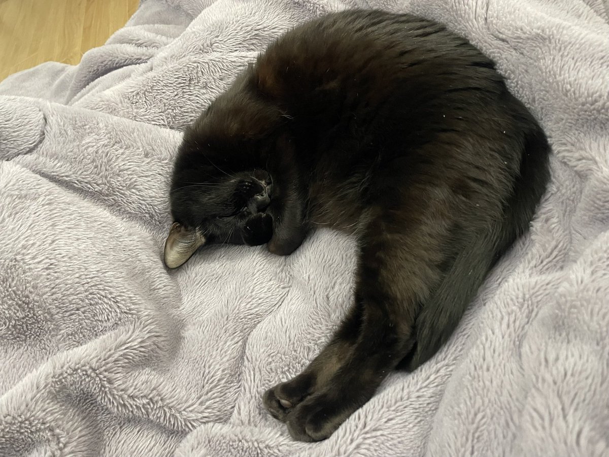 猫大学 tweet media