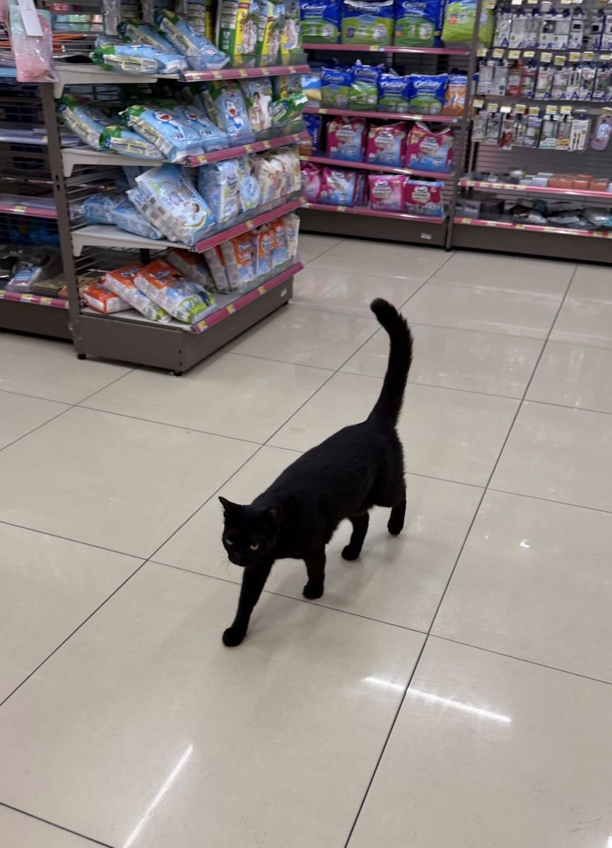 คือผมต้องทราบไหม 🐈‍⬛ tweet media