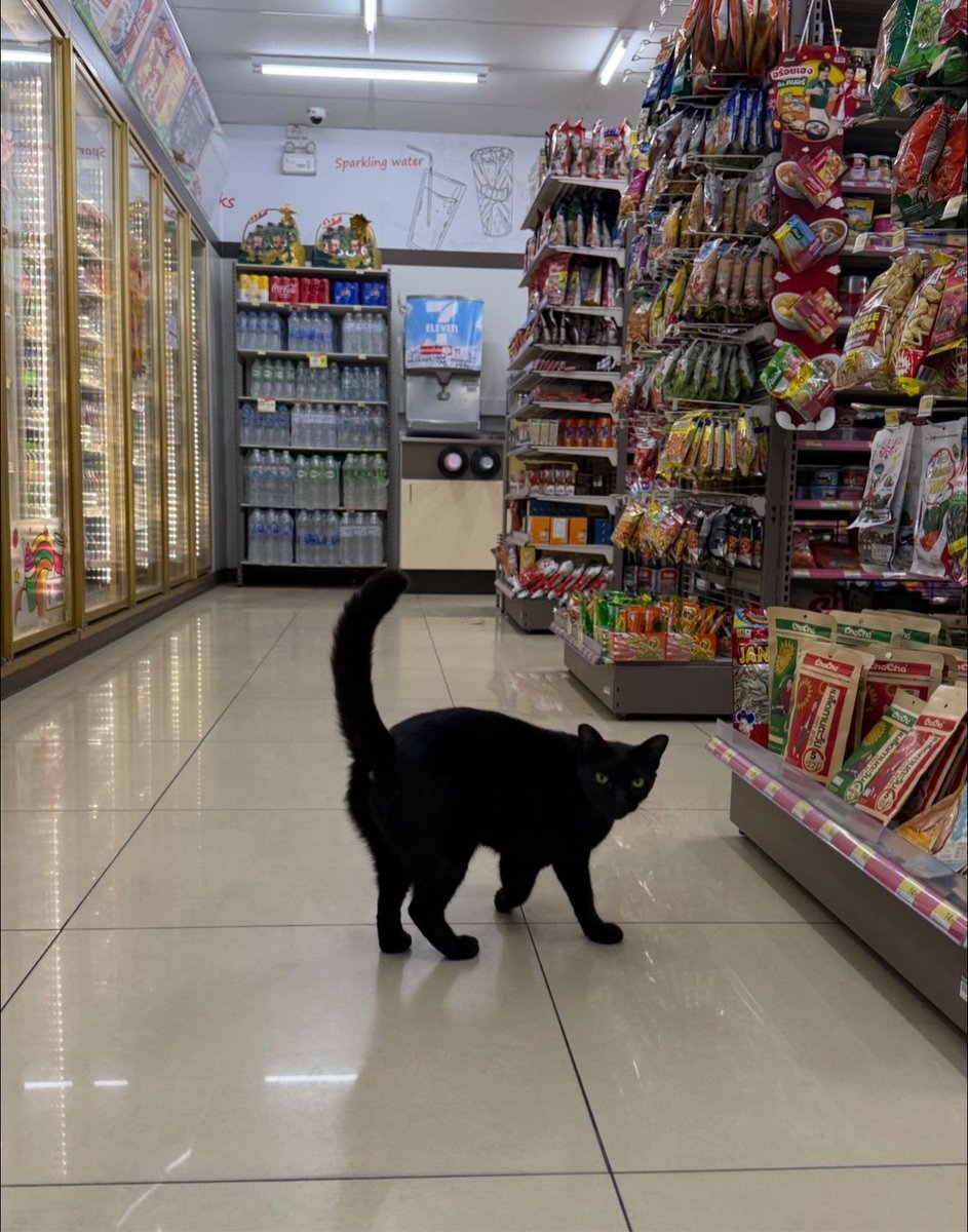 คือผมต้องทราบไหม 🐈‍⬛ tweet media