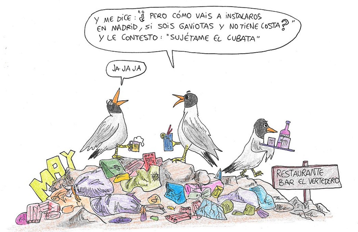 Los meses invernales son los mejores para ver #gaviotas en #Madrid, aunque la capital española no tiene costa. Vienen del centro y del norte de #Europa buscando un mejor #clima y comida en los #vertederos.

efeverde.com/gaviotas-madri…

#biodiversidad #aves #HumorGráfico #MundoMay