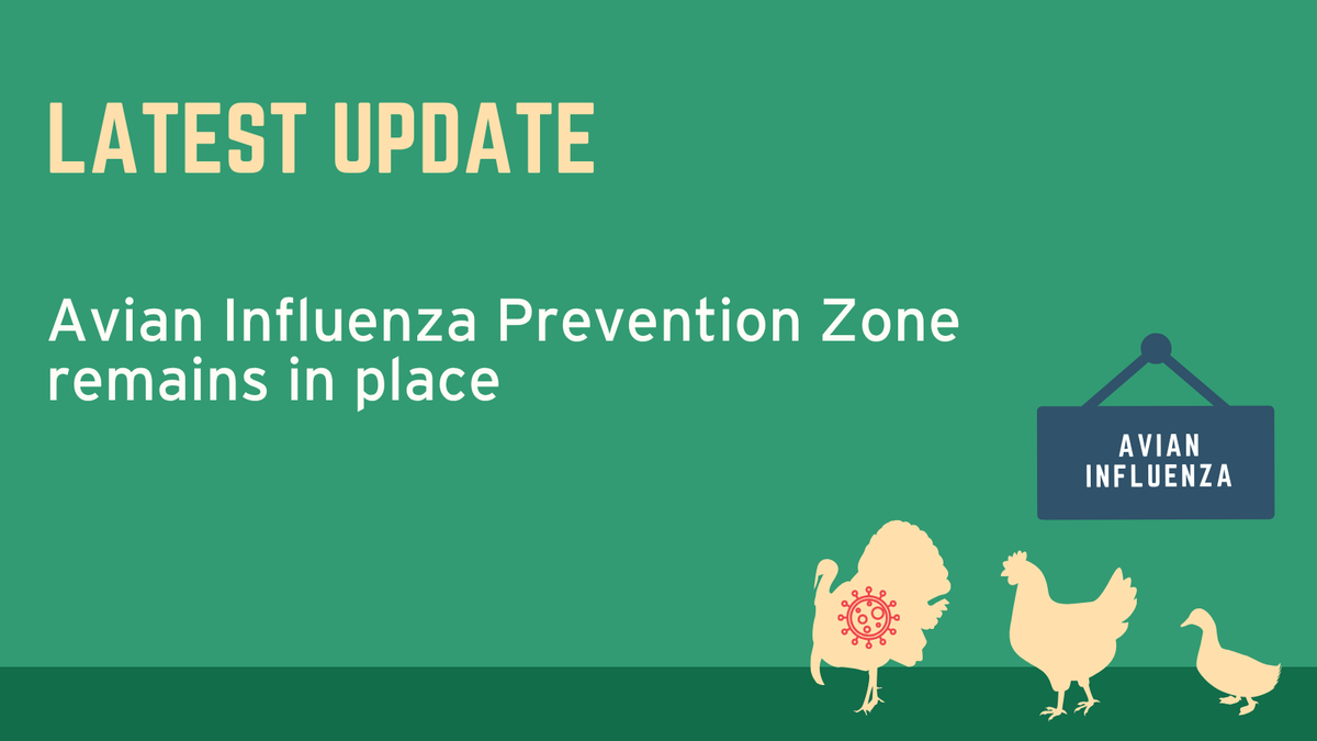 APHAgovuk's tweet photo. #Poultry and other captive birds in England and Wales can be let outside unless you’re in a 3km Protection or Captive Bird Monitoring (Controlled) Zone. The Avian Influenza Prevention Zone remains in place so you must practice strict biosecurity. See more: https://t.co/kVC5W69sVS https://t.co/q2uOYgjf1V