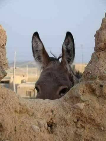 ابو صدام الصبيحي tweet media