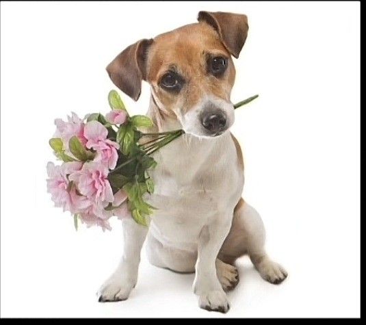 Pirososka tweet media