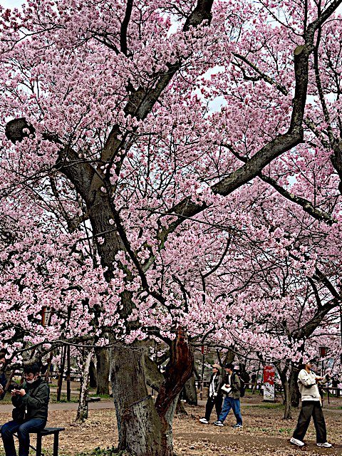 kikilala tweet media