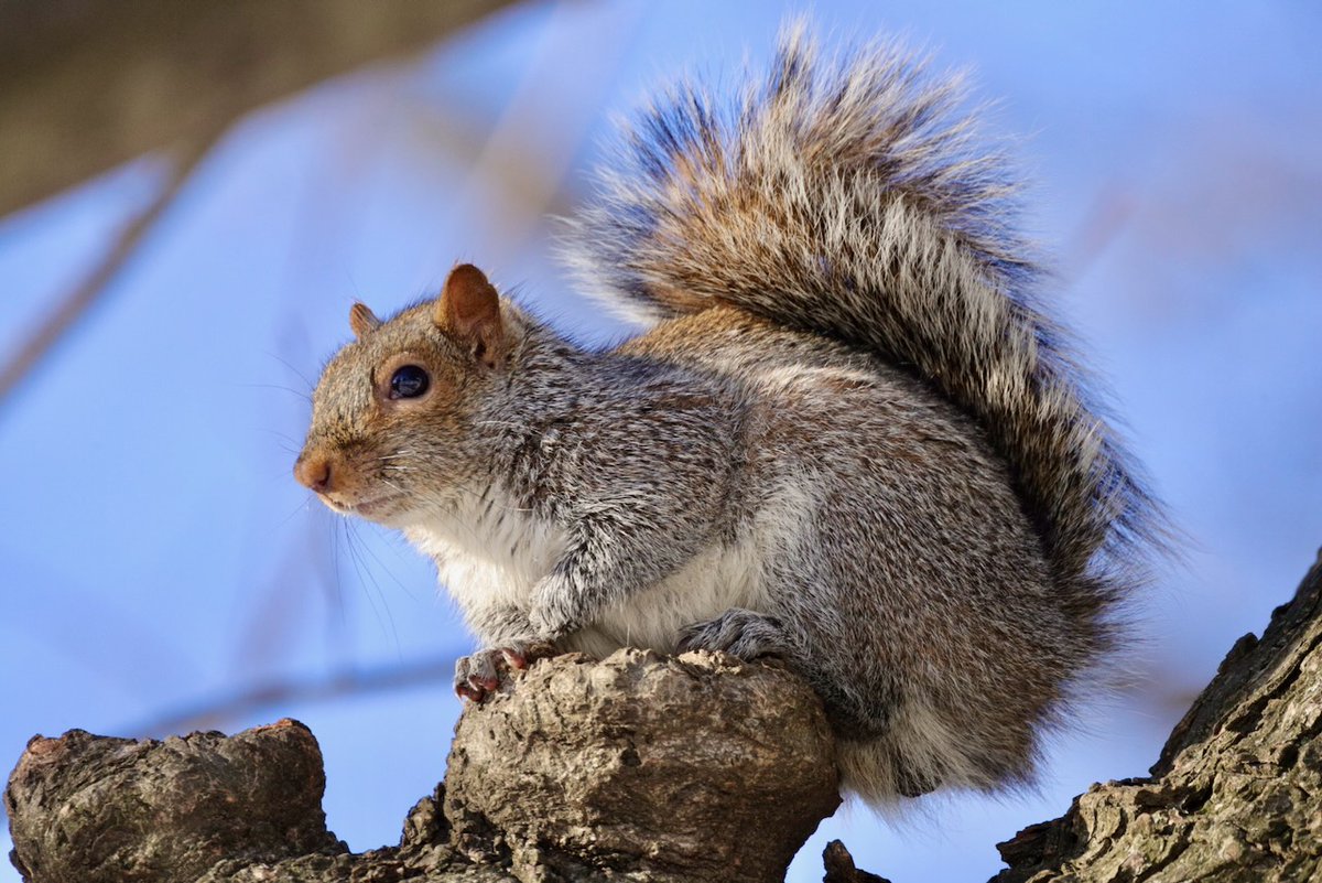 Sciuridaely 🐿 tweet media