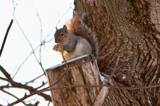 Sciuridaely 🐿 tweet media