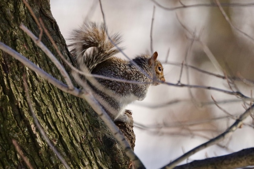 Sciuridaely 🐿 tweet media