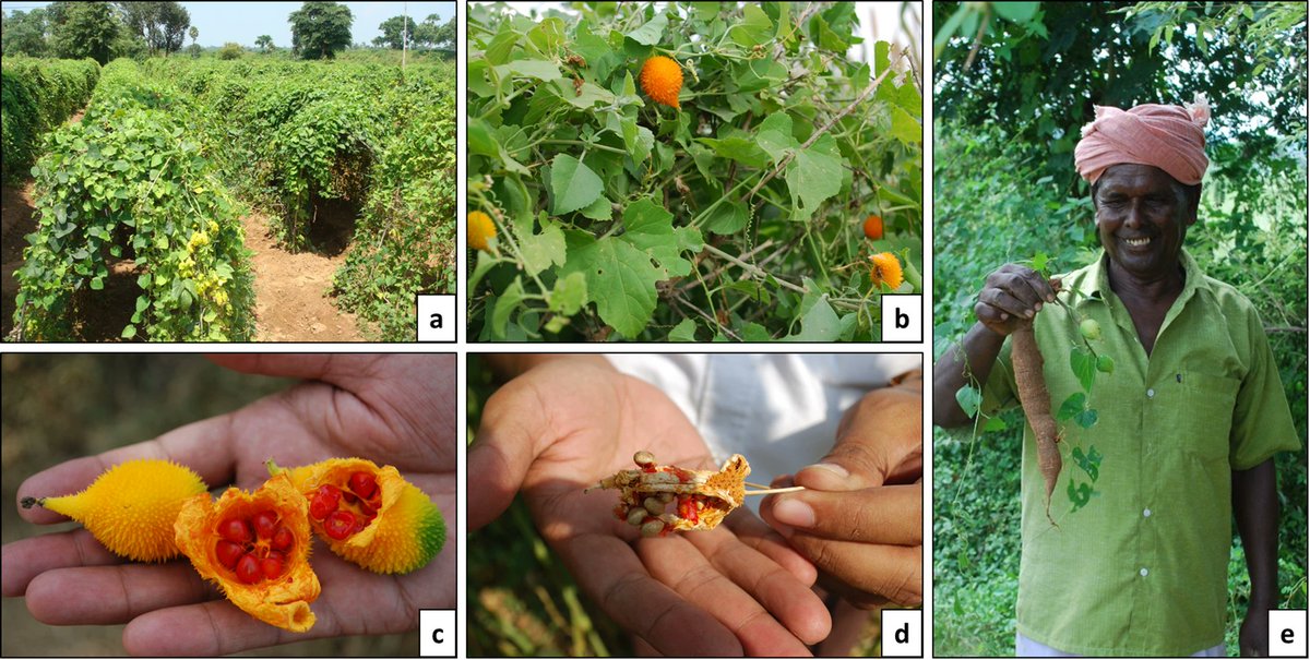 PCTOCjournal's tweet photo. Droplet vitrification-based cryopreservation for long-term conservation of spiny gourd (Momordica dioica Roxb. ex Willd.)

https://t.co/6tSt1wVUUF https://t.co/89wx4gmNyZ
