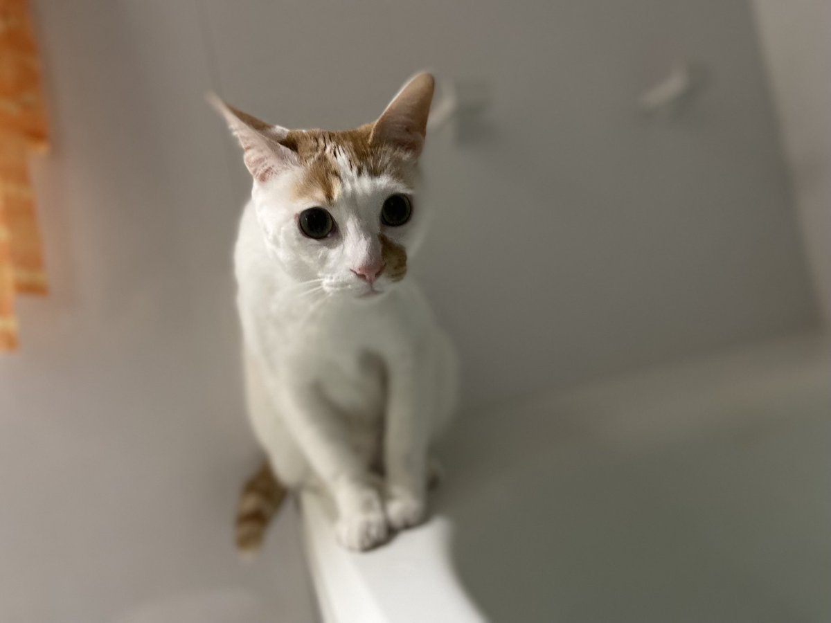 マチュカ・バー tweet media