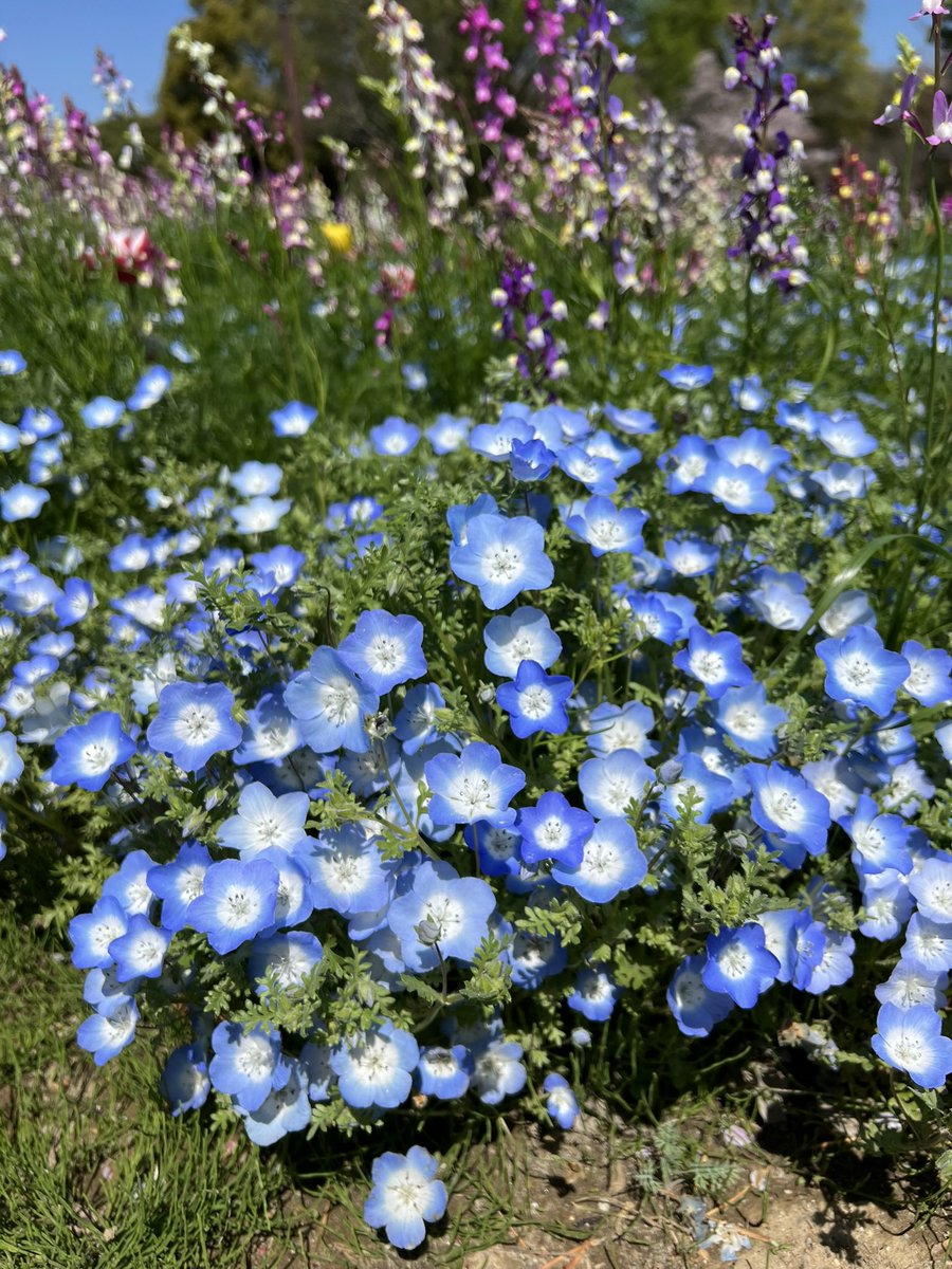 _moe_0727's tweet photo. 昭和記念公園😊
春爛漫で綺麗でした🌷✨ https://t.co/SIYUsg7H31