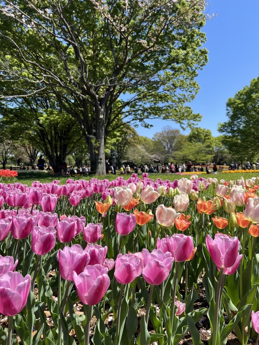 _moe_0727's tweet photo. 昭和記念公園😊
春爛漫で綺麗でした🌷✨ https://t.co/SIYUsg7H31