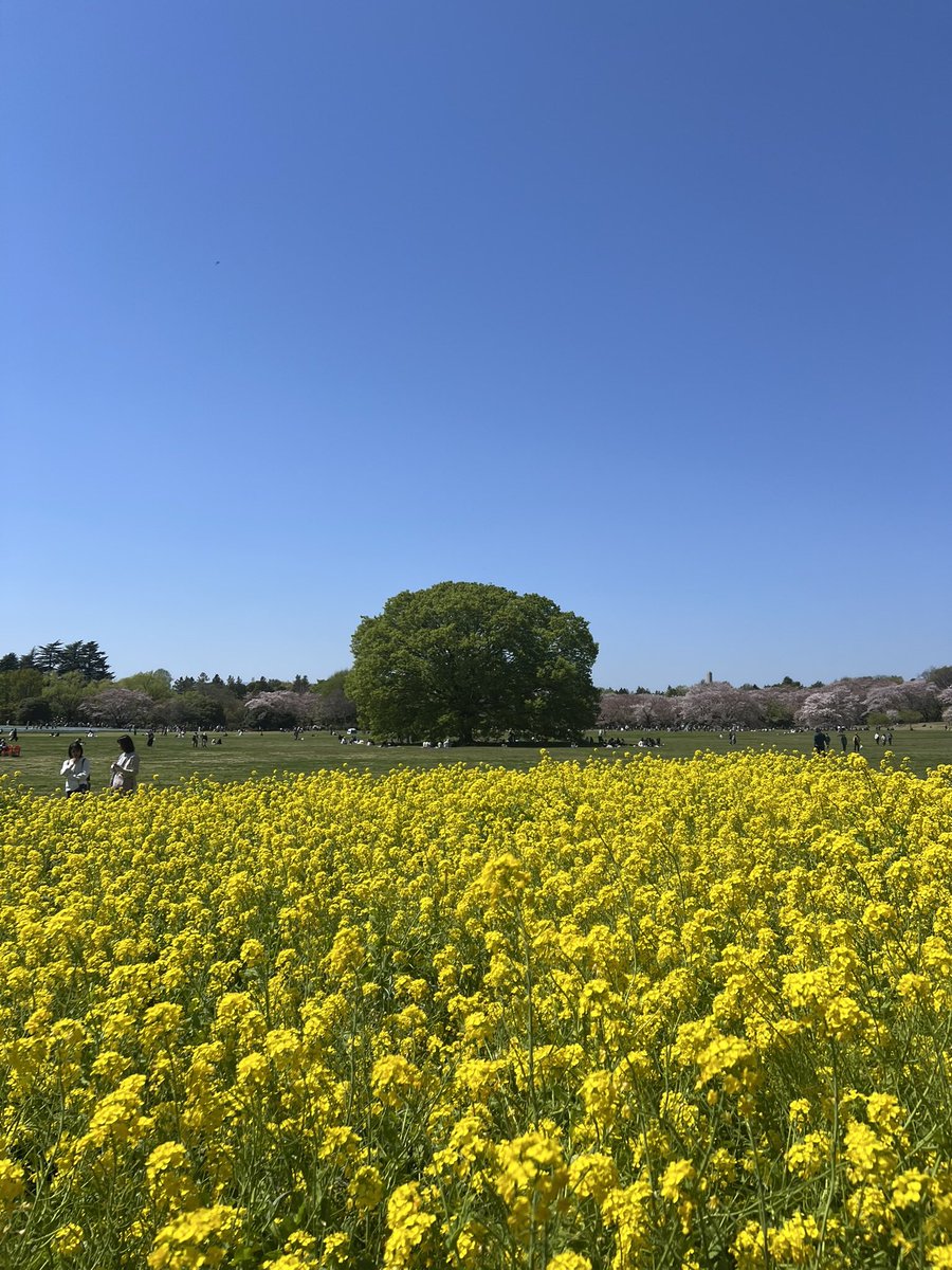 _moe_0727's tweet photo. 昭和記念公園😊
春爛漫で綺麗でした🌷✨ https://t.co/SIYUsg7H31