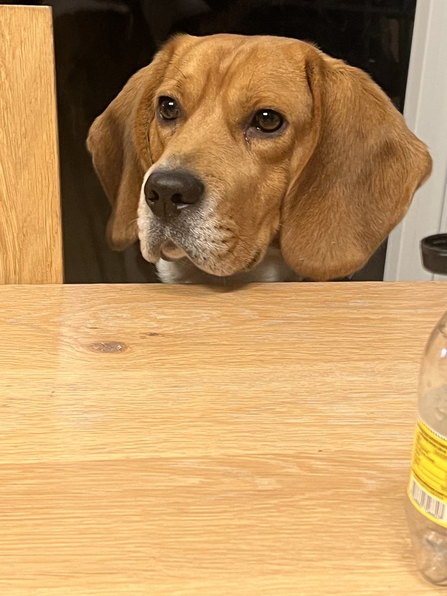 amazonedu67's tweet image. Les chiens sont des enfants qui ne grandissent jamais, des amours qui ne font jamais de mal et des amis qui ne déçoivent jamais 🐶💓💓

 #doglover #beagle #beaglelove