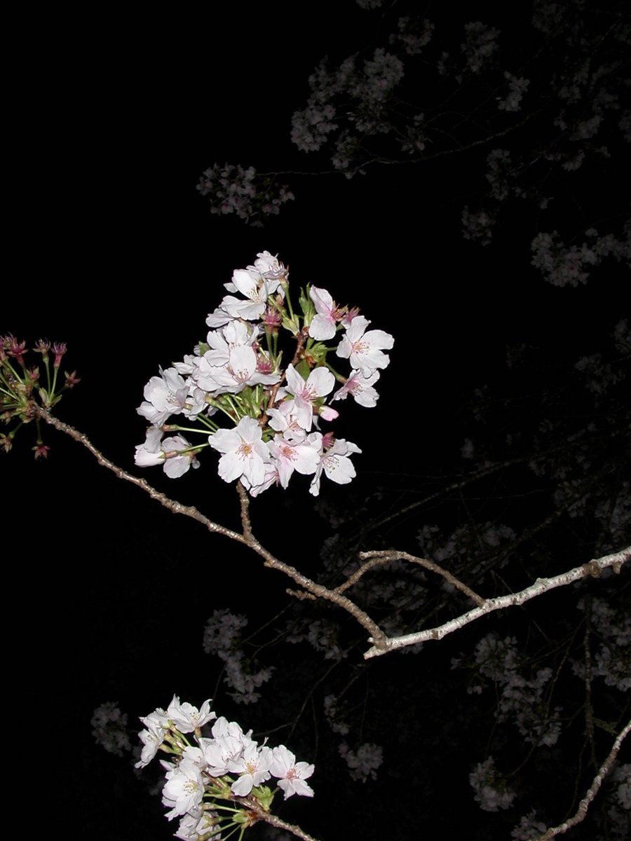 橘 陽菜 (Pixel Ribbon) tweet media