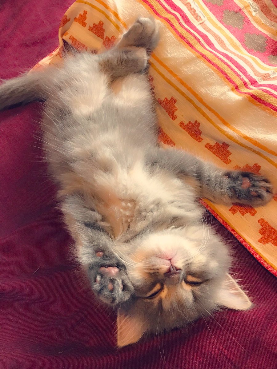 いけち tweet media