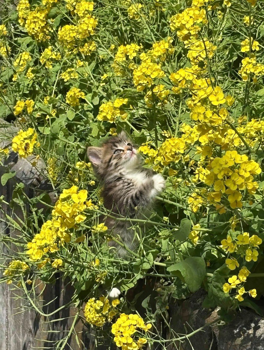 緋月れん.°ʚ🎀ɞ°. tweet media