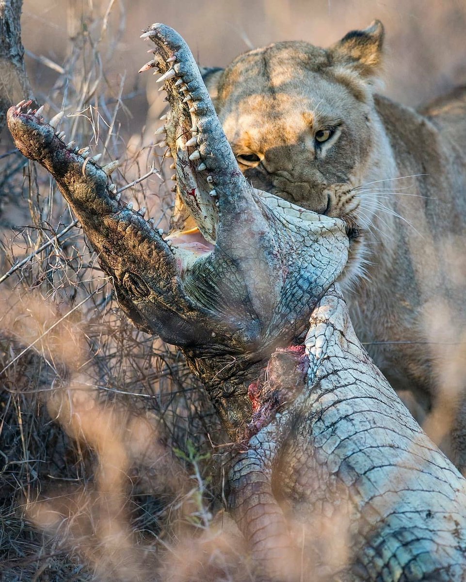 SMNK1972's tweet photo. An unreal photo of lioness with her prey a crocodile. Taken in Kruger National Park. Credit to Mike Sutherland https://t.co/Yz78iopTxt