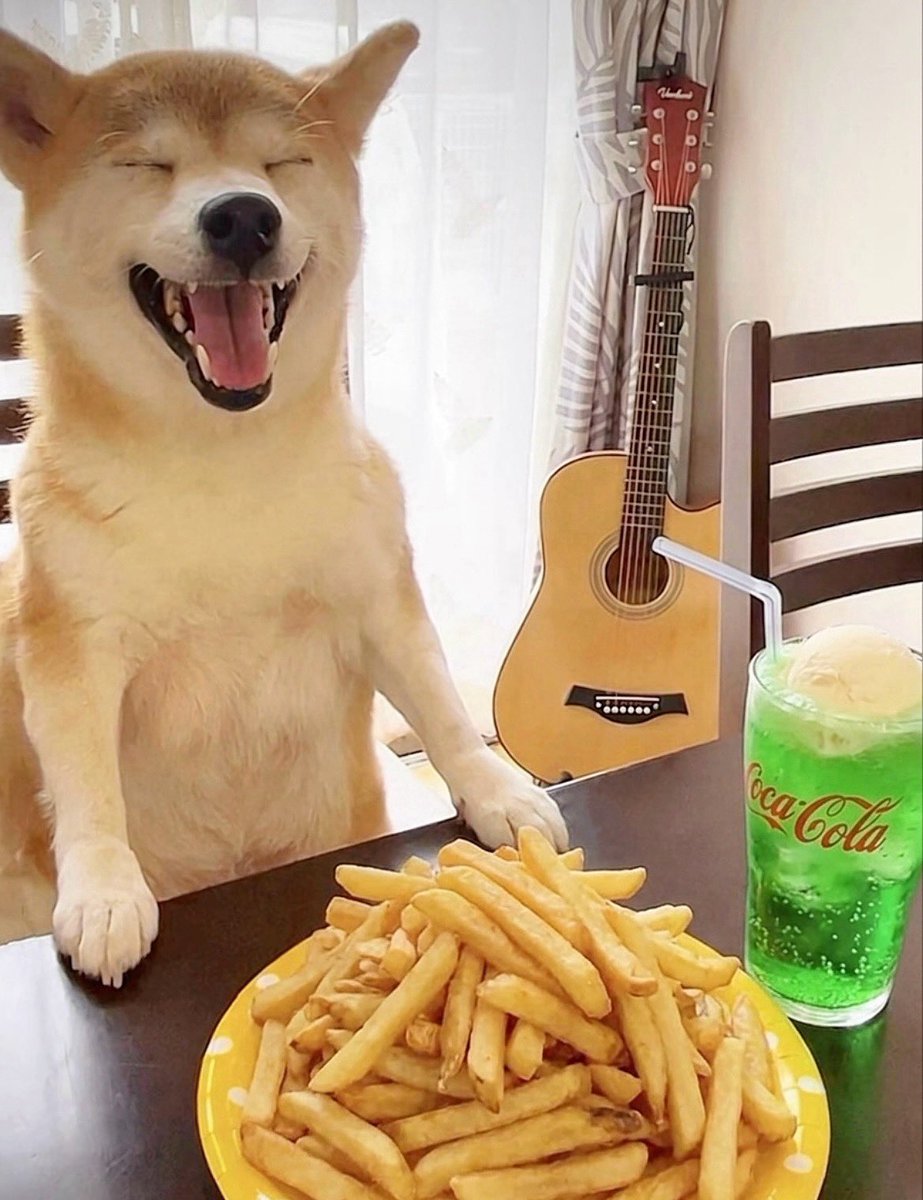 柴犬·͜·♡もも tweet media