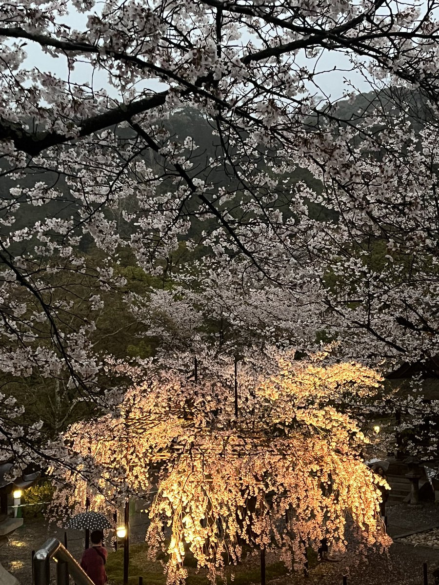 ビギナー tweet media