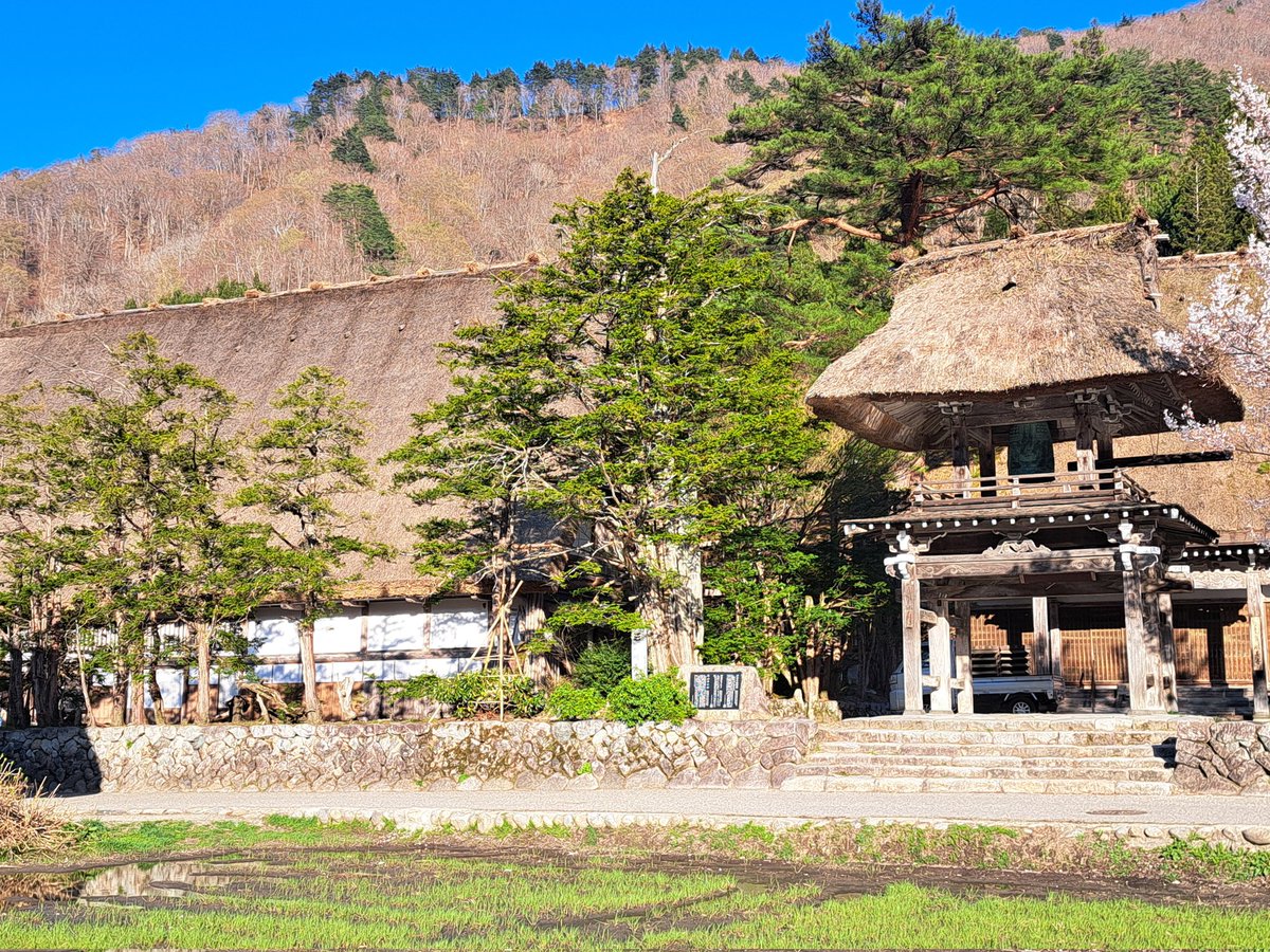 CafeShingedo's tweet photo. 白川郷では桜が見頃を迎え合掌造りの風景とともにやわらかな春の景色が広がっています🌸散策を楽しむにはちょうど良い季節ゆっくりと歩いたあとは少し足を止めて、ほっとひと息つく時間を——心花洞では、あたたかいお飲み物はもちろん、これからの季節に嬉しい冷たいドリンクもご用意しております。 https://t.co/JKTImv7U4o