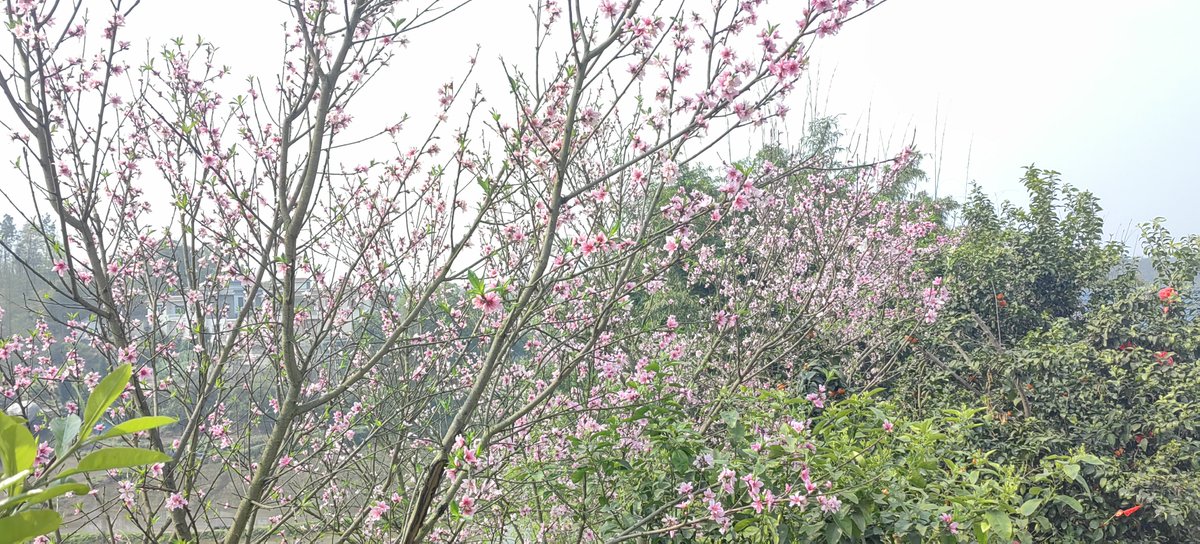 eku520's tweet photo. 椿 https://t.co/2hsyIdUiJB