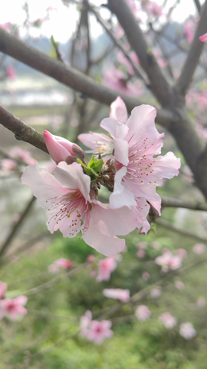 eku520's tweet photo. 椿 https://t.co/2hsyIdUiJB