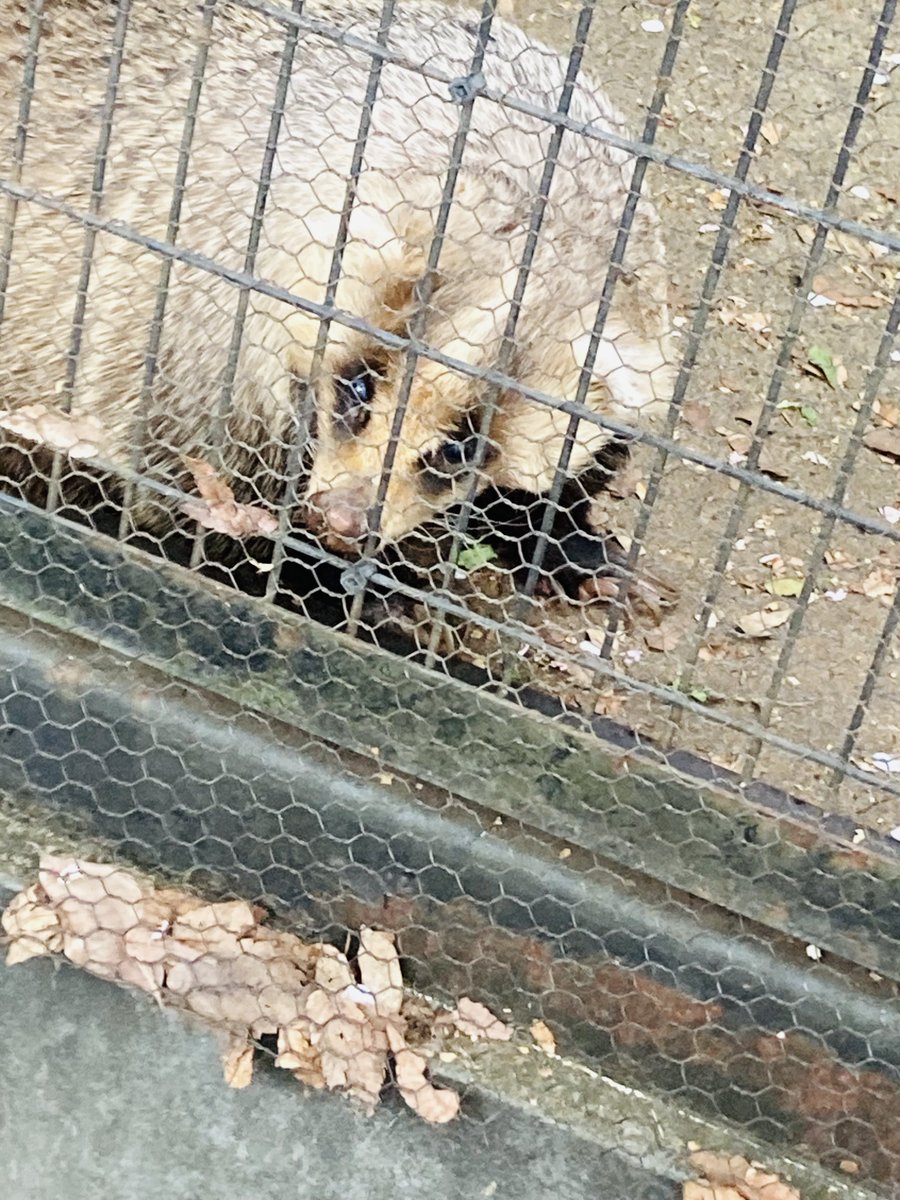 lavender333333's tweet photo. 夢見ヶ崎動物公園🎵 https://t.co/32SzWpbcbC