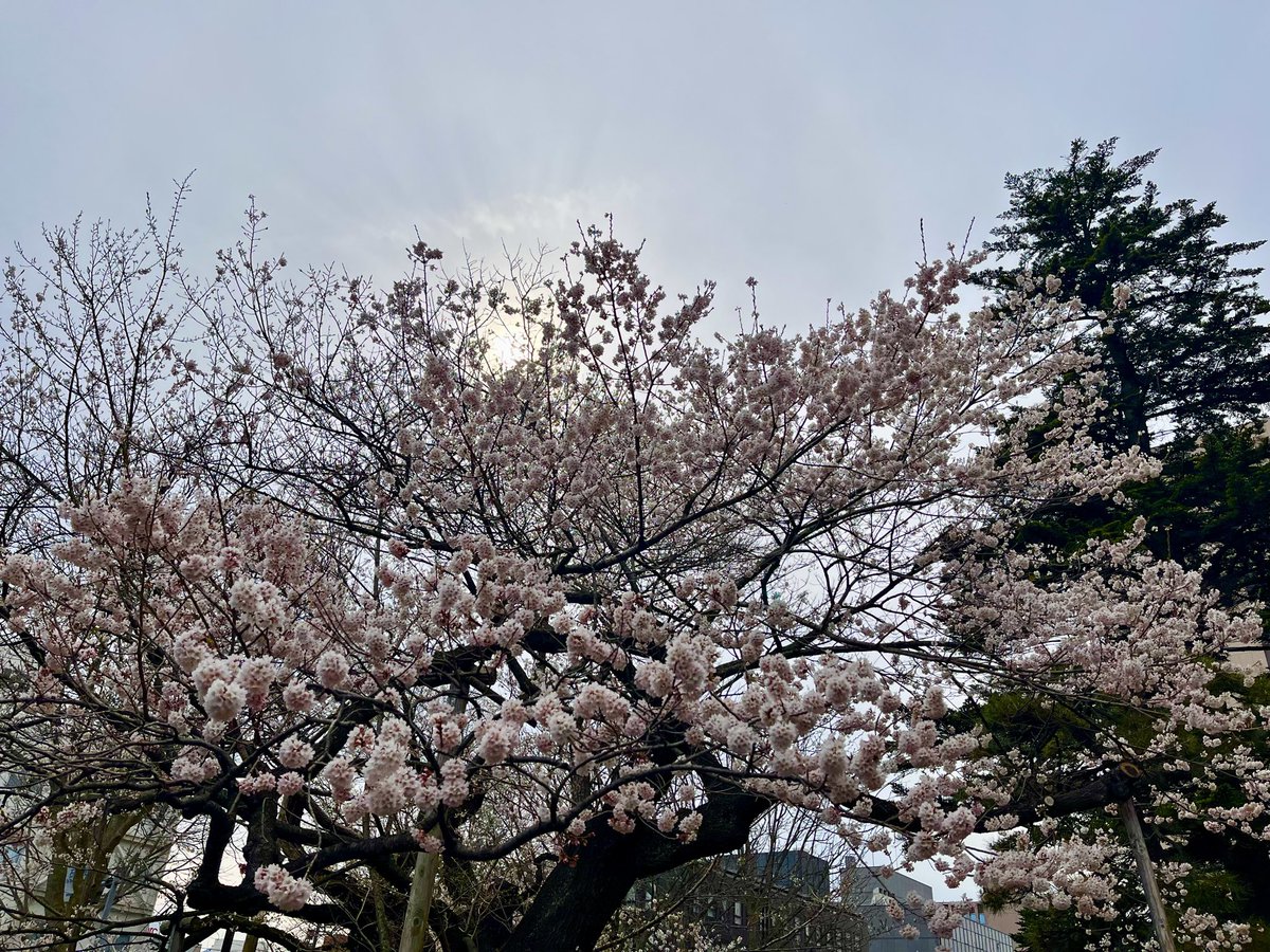 今井日奈子(IBCアナウンサー) tweet media