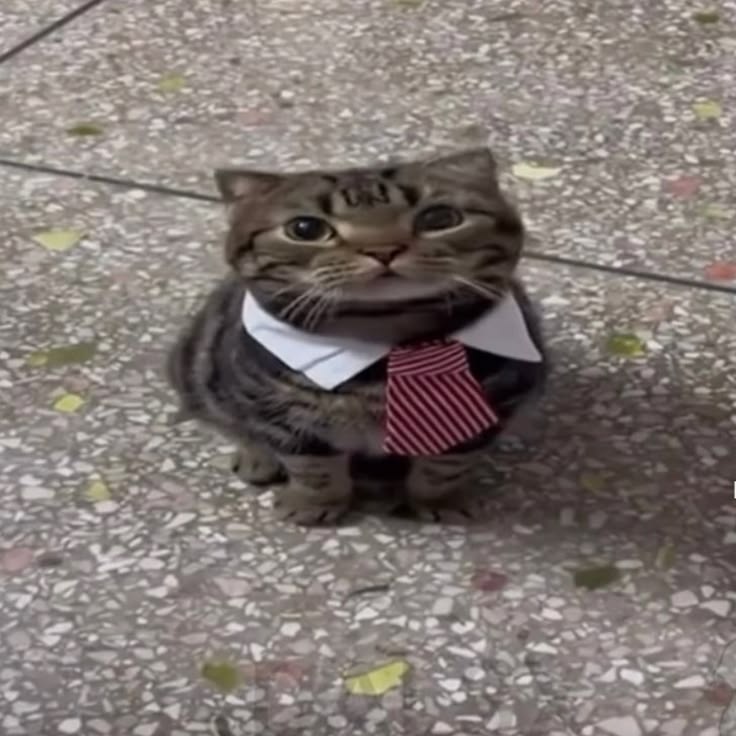 kitty wearing a tie