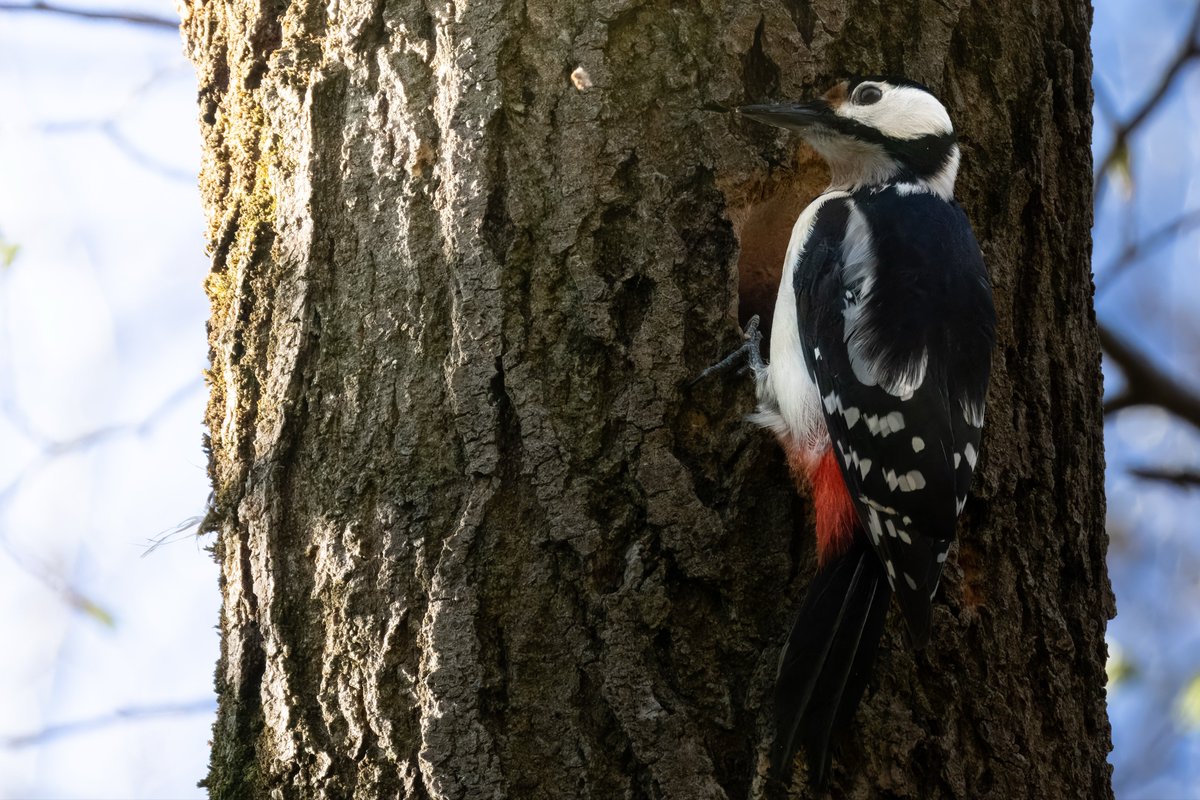 Andreas Pucher tweet media