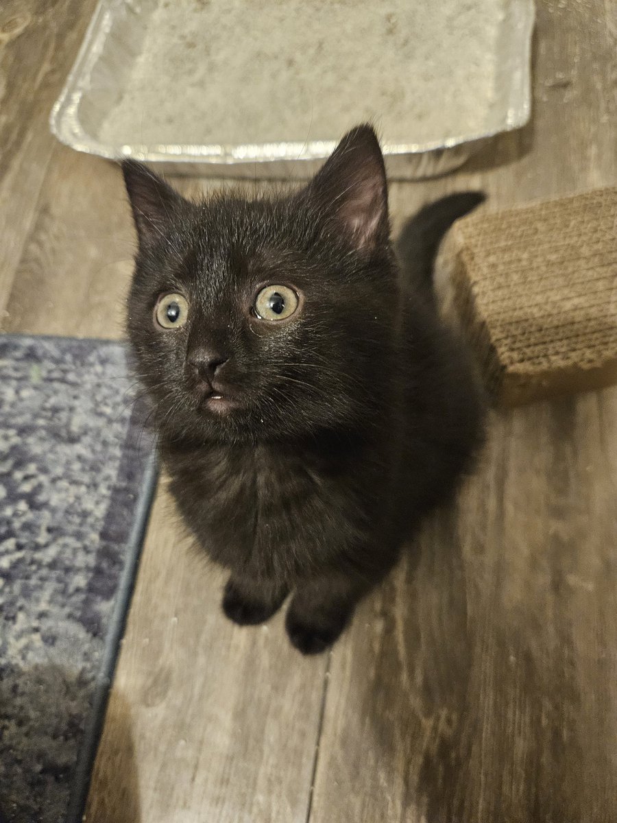 NovaStar616 tweet media