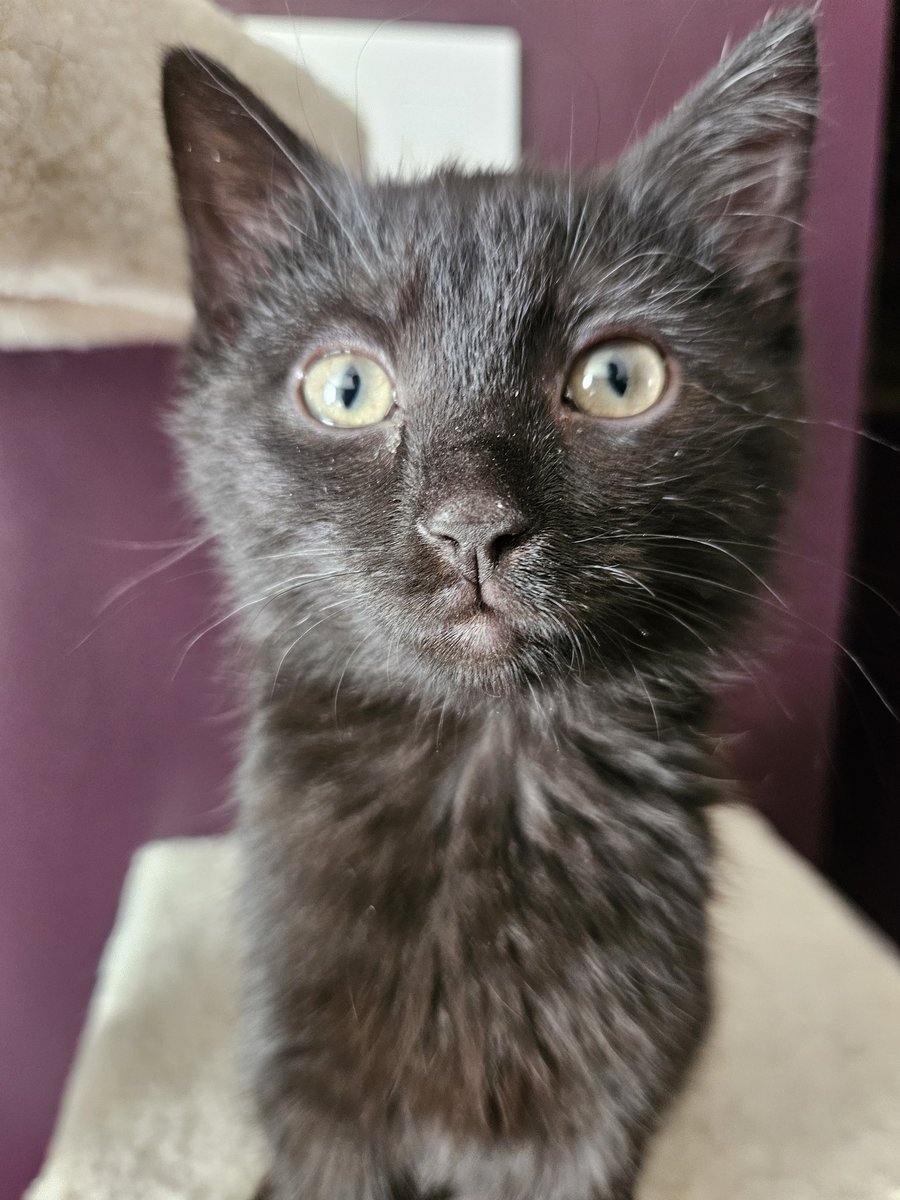 NovaStar616 tweet media