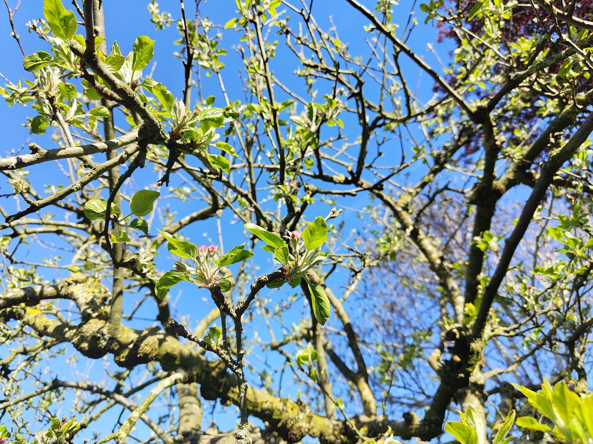 Aline van den Berg tweet media