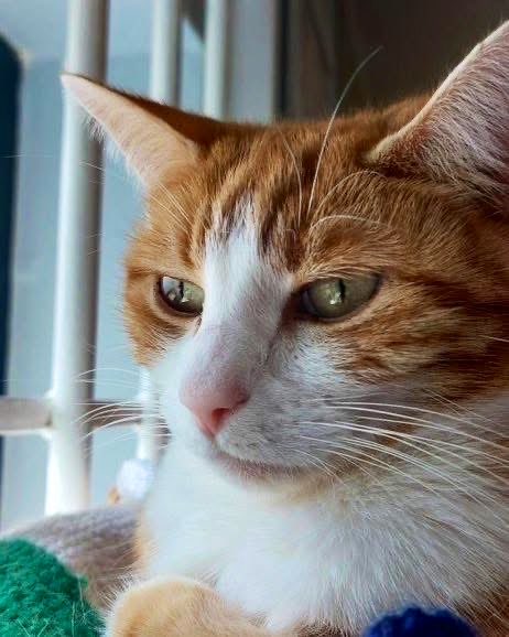 TheStourbridge's tweet image. Good morning welcome to Tippetty tap tap Thursday 

Sometimes the best things happen when you dare to step outside your comfort zone and try something new.

*hopes to try a 4th breakfast

#cats #cats #Cat #CatsOnTwitter #CatsOfTwitter