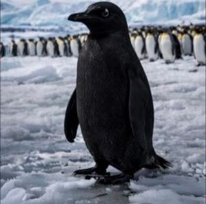 Amanda Markham tweet media