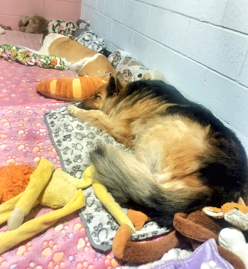 BonnieblueBlue's tweet photo. Goodnight everyone, from Apollo ♥️🐾 , Corti, and tons of stuffy pals 💤💤💤 https://t.co/yQnSTfDi0H