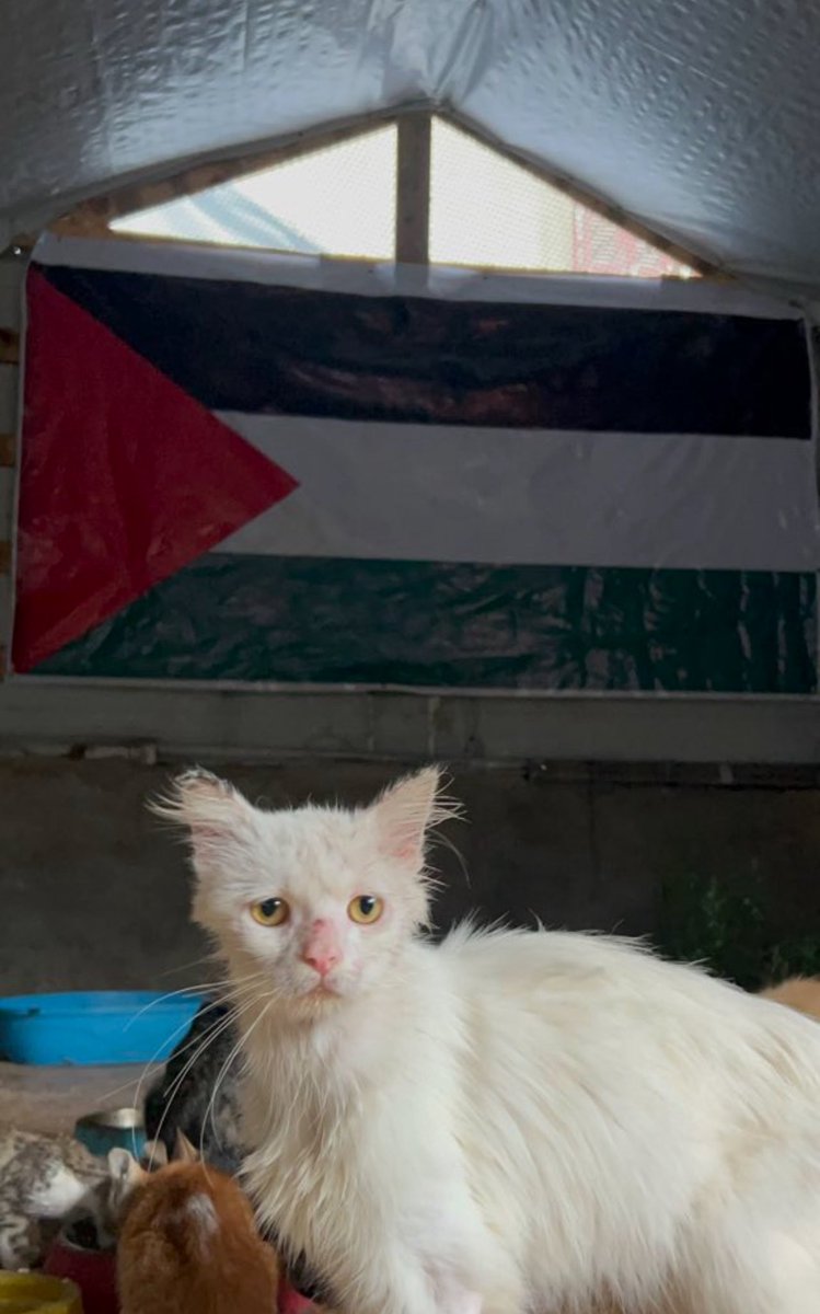 umay mohamed/ اميمة 🎈🇲🇻 tweet media