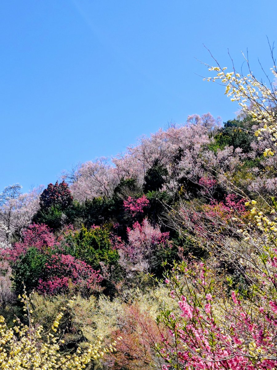 JabiGabu's tweet photo. 花見山が極楽浄土すぎる。 https://t.co/yigKL9SsqF