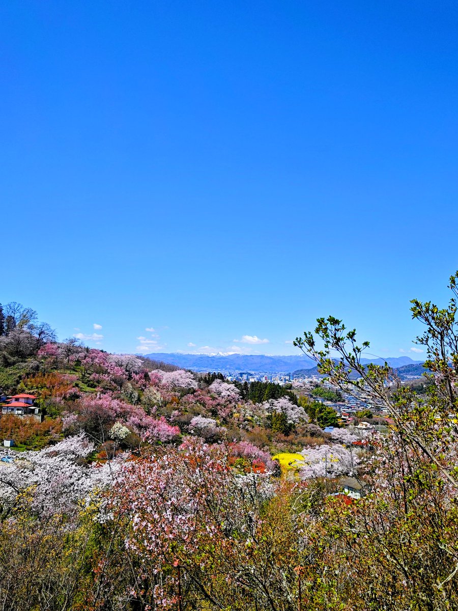 JabiGabu's tweet photo. 花見山が極楽浄土すぎる。 https://t.co/yigKL9SsqF