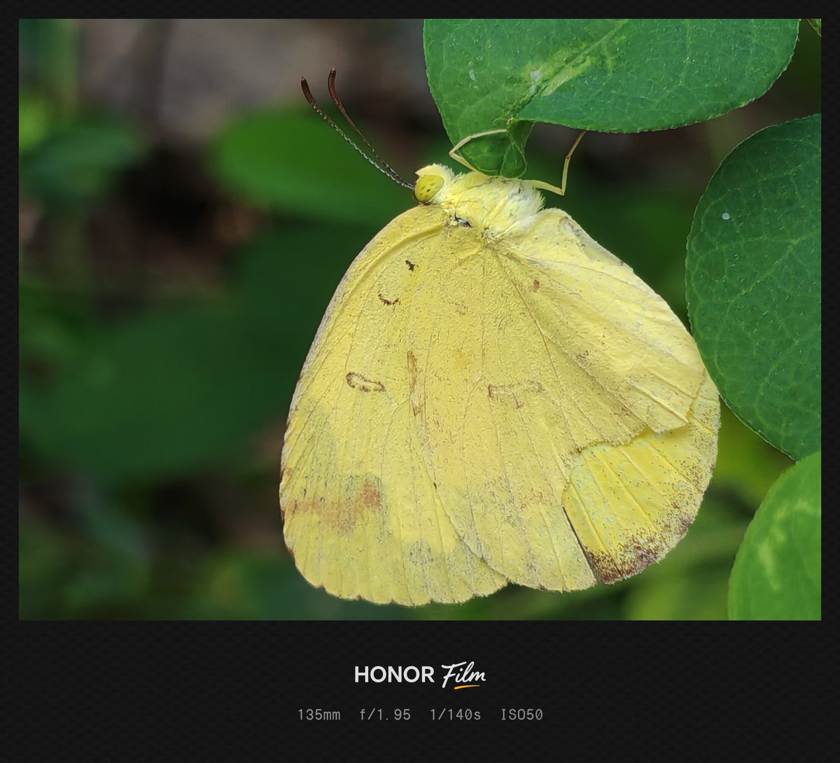 Yogeswaran14129's tweet photo. Shot on #HONOR200
#mobilephotography #ShotOnSnapdragon #mobileclicks #shotonphone #nature https://t.co/2zIiypUHi7