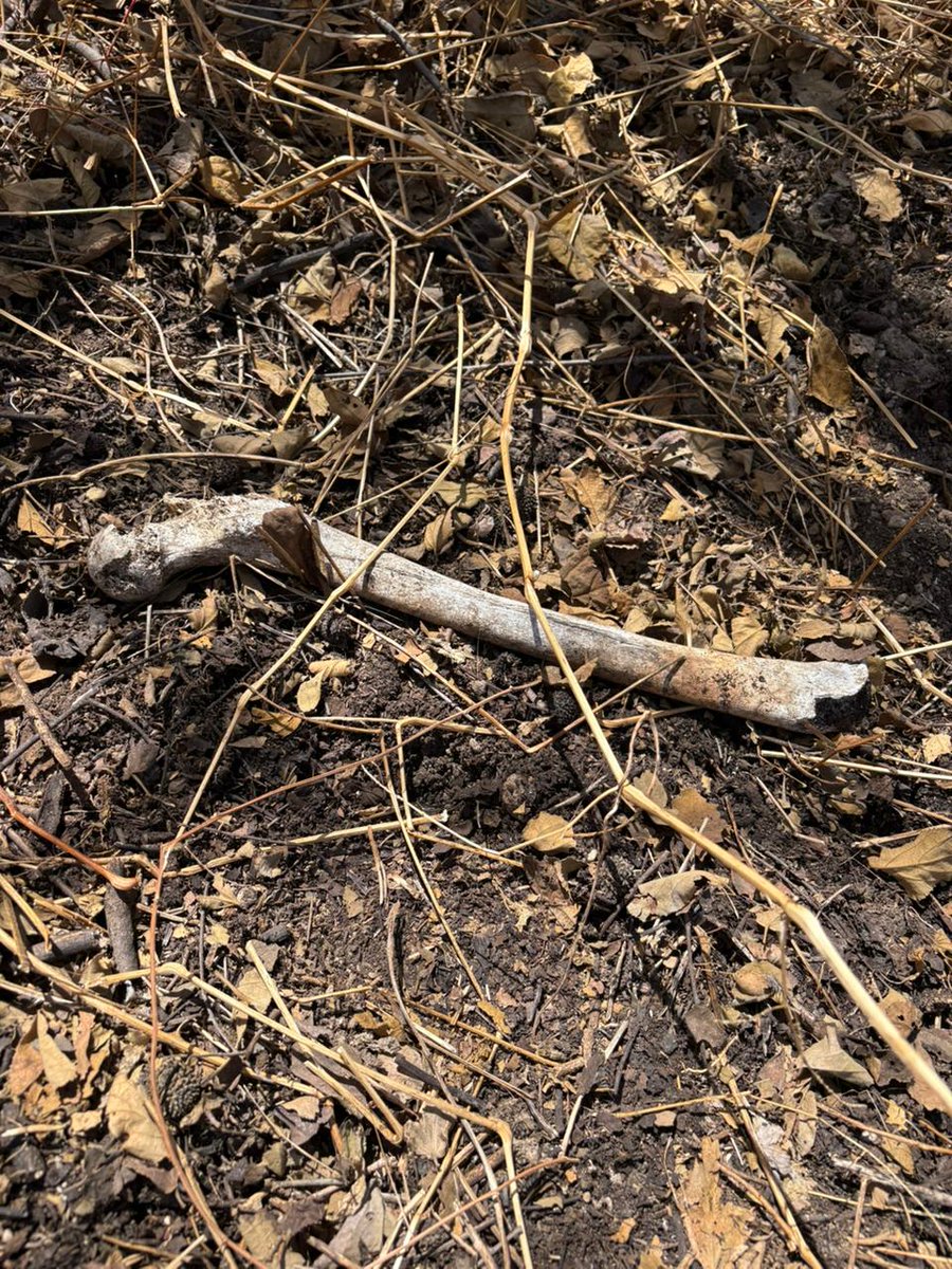 Guerreros Buscadores de Jalisco tweet media