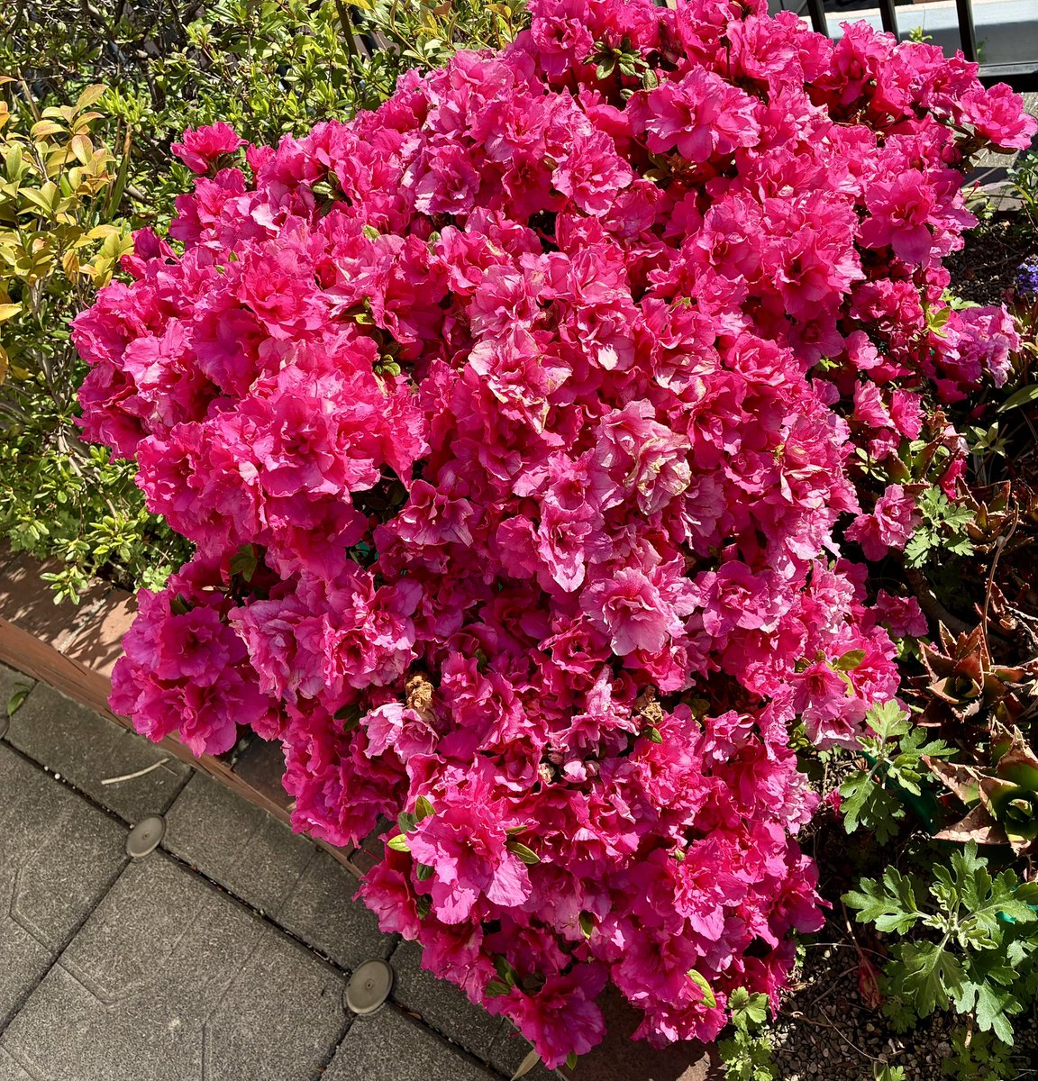 ブチャ tweet media