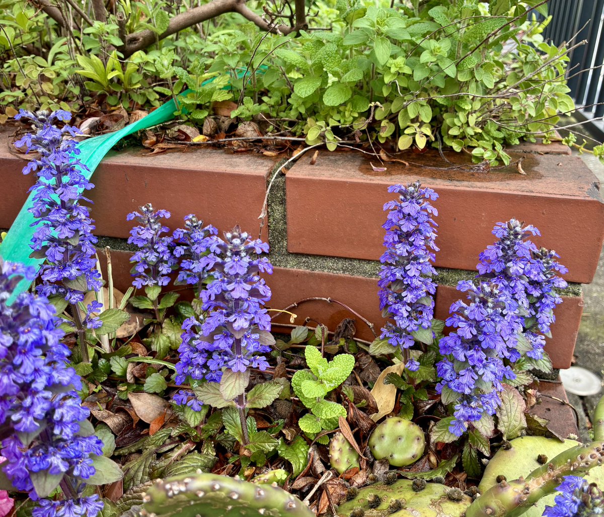 ブチャ tweet media