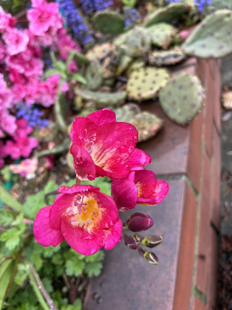 ブチャ tweet media