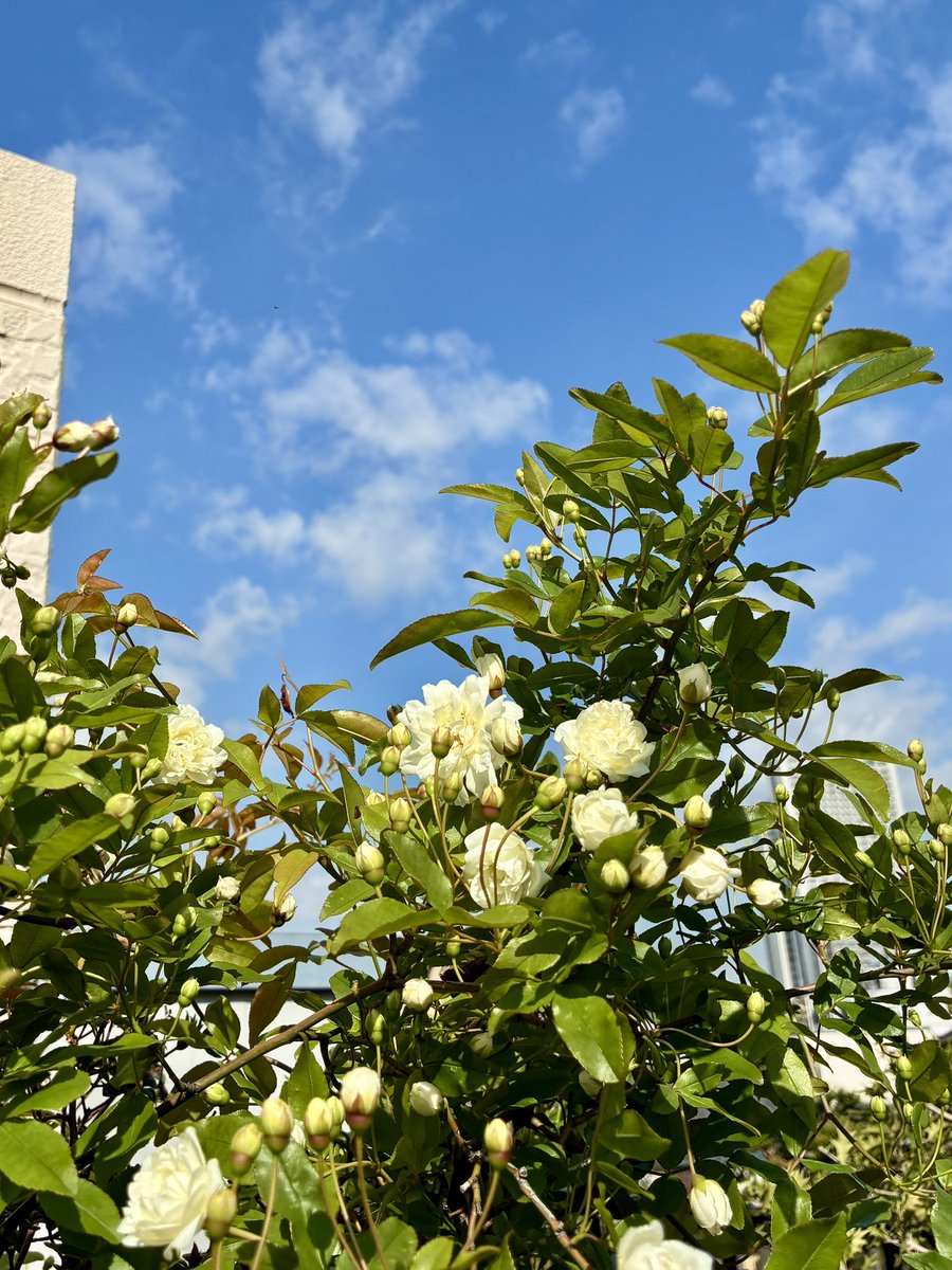 ブチャ tweet media