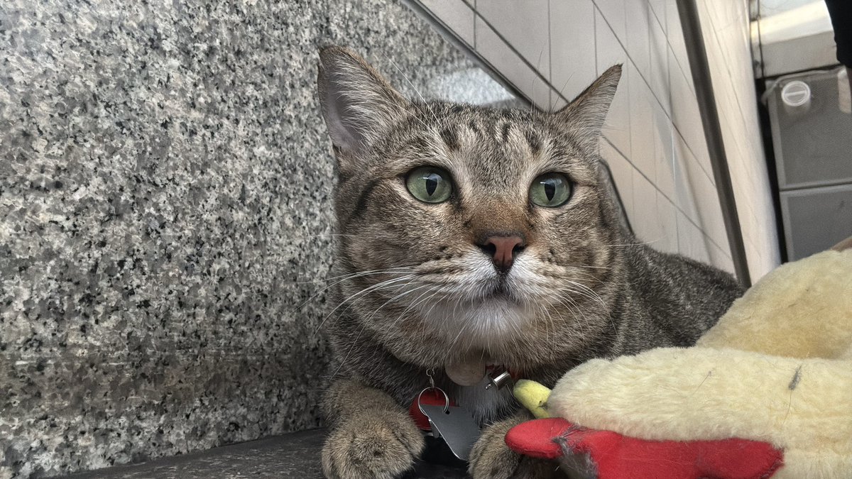 Dopin~🐰🐱🌻🦁🐶🪨 tweet media