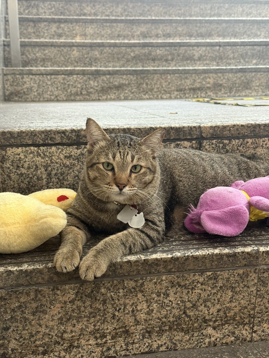 Dopin~🐰🐱🌻🦁🐶🪨 tweet media