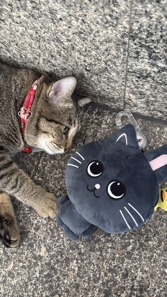 Dopin~🐰🐱🌻🦁🐶🪨 tweet media