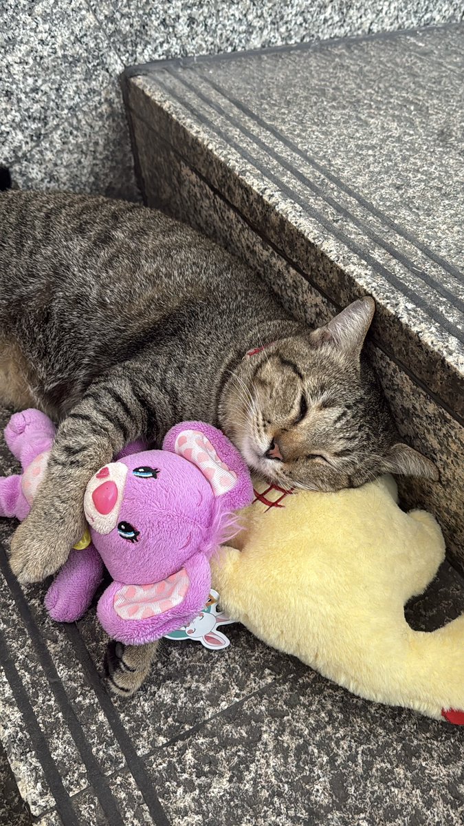 Dopin~🐰🐱🌻🦁🐶🪨 tweet media