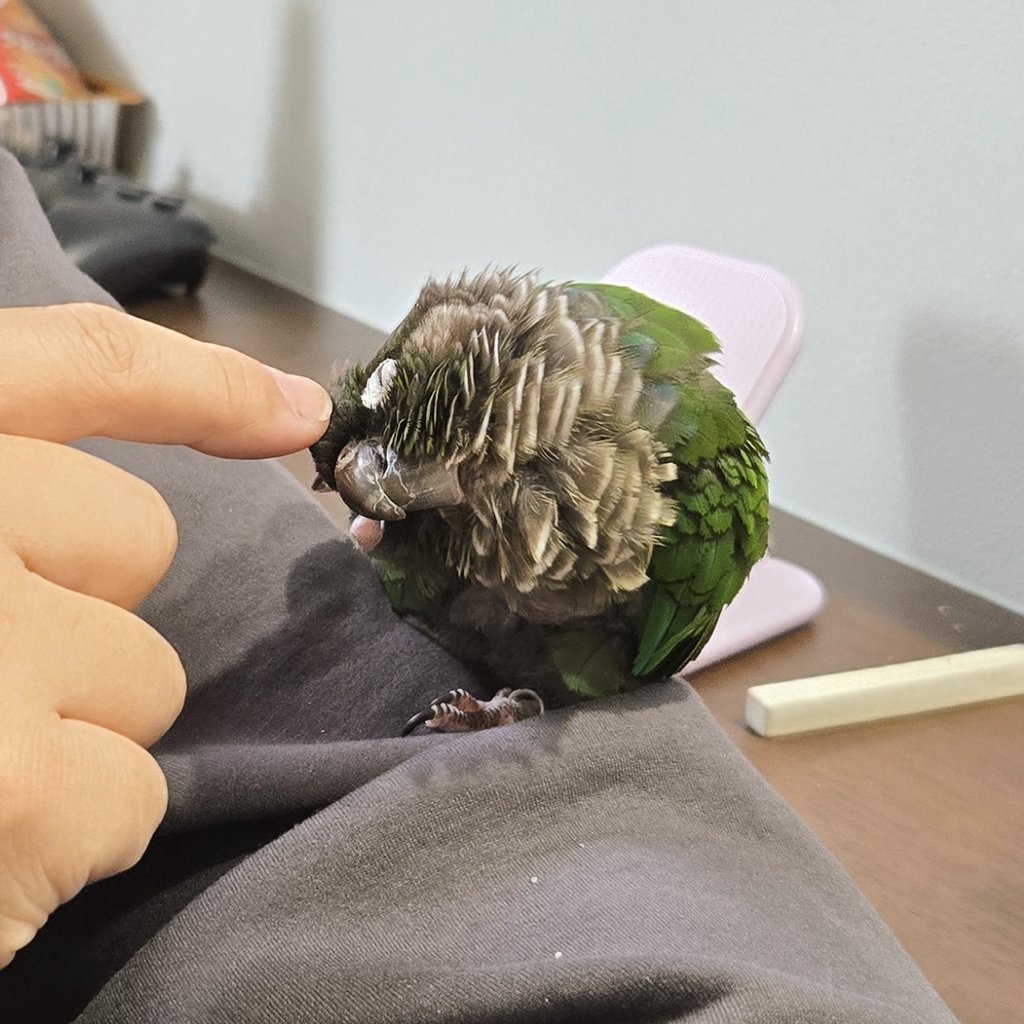 しらとり𓅫 tweet media